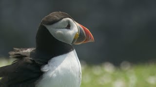 Skomer  A World Class Nature Experience [upl. by Calli]