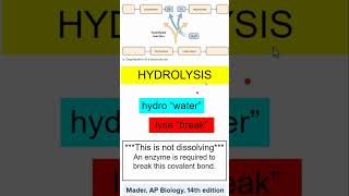 AP Bio 13 Hydrolysis and Dehydration Synthesis apbio apbiology [upl. by Inej]