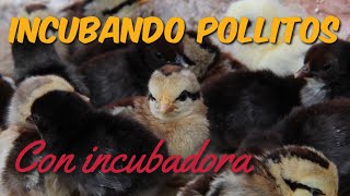 Incubamos Huevos de Gallina con Incubadora por Primera Vez  Incubación Artificial [upl. by Anthea28]