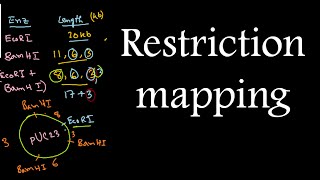 Restriction mapping tutorial 2  restriction mapping problems for CSIR NET exam [upl. by Corrianne]