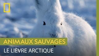 Le lièvre arctique prospère sous le soleil de minuit [upl. by Relluf]