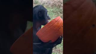 Great apes play with carved pumpkins at Memphis Zoo [upl. by Aleka355]