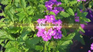 Tampa Verbain Native Verbena Florida Friendly Plant Gardening [upl. by Aihsakal]