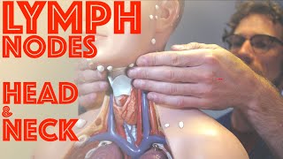 Clinical Examination of Head and Neck Lymph Nodes  Clinical Skills  Dr Gill [upl. by Lean449]