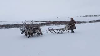 Оленевод на оленьей упряжке  Reindeer herder on a reindeer sled [upl. by Barcroft]