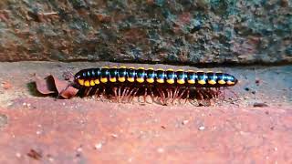 centipede with slow steps [upl. by Cynthea]