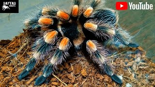 Brachypelma hamorii molting [upl. by Zonnya]