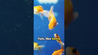 Underwater Wonders How Fish Breathe [upl. by Olli]