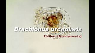 Rotífero Brachionus urceolaris [upl. by Tterrab]