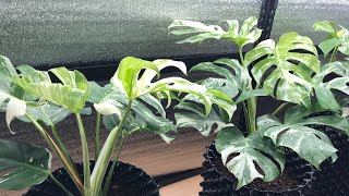 Monstera Albo Borsigiana Variegata Growth몬스테라 알보 키우기20221229몬스테라 신엽 찢잎 콧구멍 무늬몬스테라 성장과정 번식 분양 [upl. by Tik]