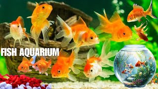 Fancy Fish Aquarium Prices Nov 2024 Sea Blue Shop in the Burns Road Karachi [upl. by Harlie66]