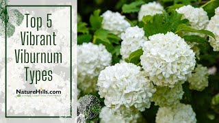 Top 5 Vibrant Viburnum Types  Naturehillscom [upl. by Hazeefah]