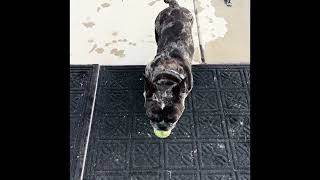 Crazy French Bulldog loves to fetch the tennis ball ￼ [upl. by Estelle]