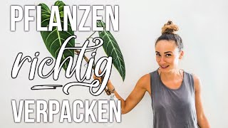 Pflanzen richtig verpacken  Schritt für Schritt Anleitung [upl. by Anibor411]