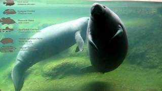 Mating Manatees [upl. by Gertrudis]