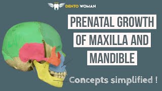 Prenatal growth  maxilla amp mandible  development of palate [upl. by Amalberga609]