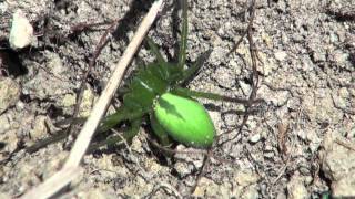 Araignée VerteMicrommata virescens [upl. by Gierc]