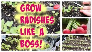 Radish Growing Tips  The Best Way to Thin Your Radishes [upl. by Cohbert188]