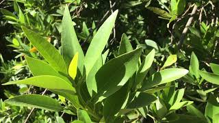 California Bay Laurel  Umbellularia californica  Part 1 [upl. by Cirded]