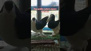 Lahore pigeonLahore kobutor pigeon fancybreed kabutar fancychicken birds [upl. by Orimar]