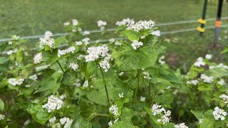 Buckwheat is a Beautiful Cut Flower [upl. by Eitac]