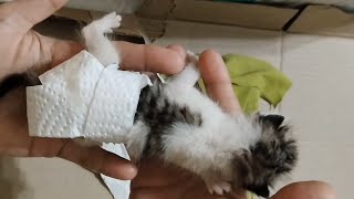 C31 Newborn Kittens Condition Stable After Urination and Defecation rescue newborn kitten [upl. by Aneliram]