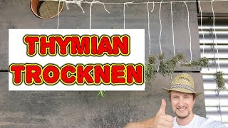 Thymian trocknen und haltbar machen  Balkon Garten Tipp [upl. by Ihteerp851]