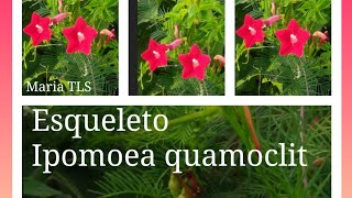 nome florEsqueleto–Ipomoea quamoclit MariaTLS \ [upl. by Beane]