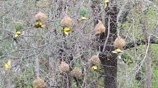 Village Weavers nest building at Lake Panic [upl. by Annej]