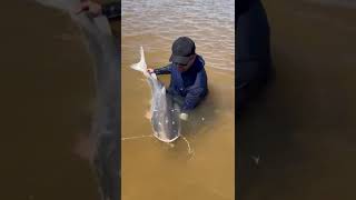 POUSADA REI DAS PIRAIBAS AS GIGANTES DO RIO ARAGUAIA VOCÊ PEGA AQUI 21995704488 [upl. by Omiseno687]