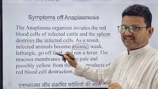 Blood protozoan l Anaplasmosis l dr Umar khan [upl. by Eimot]