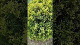 scientific name juniperus Sabinamor pankhiflowerphotography shortsvideo [upl. by Dare]