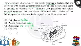 Vibrio cholerae shown below are highly pathogenic bacteria that are associated with severe gas [upl. by Dihgirb]