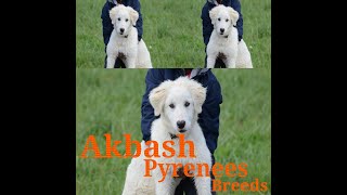 Akbash Pyrenees  akbash pyrenees mix  akbash pyrenees dog  Great Pyrenees [upl. by Joette966]