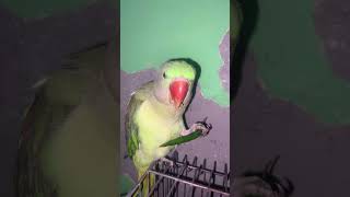 MITHU eating chilli 🌶️ 🔥 parrot parrottalking parrotlover cute [upl. by Leimad90]