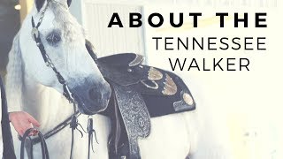 About The Tennessee Walker  Gaited Horse Breeds  DiscoverTheHorse [upl. by Hare449]