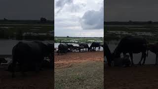 Water buffalo farm ep073 relaxing farming waterbuffalo organicfarm [upl. by Yanehs]