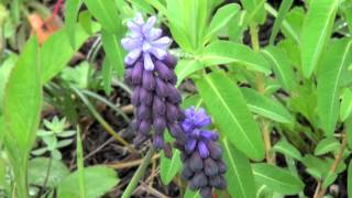 ポール・スミザー Muscari latifolium ムスカリ ラティフォリウム [upl. by Eidorb]