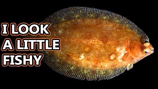 Flounder Flatfish Facts the ONESIDED FISH 🐟 Animal Fact Files [upl. by Teryn112]