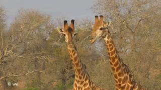 Giraffes Necking [upl. by Sug]