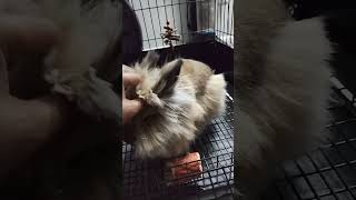 Hops the beautiful lionhead rabbit [upl. by Pirozzo]