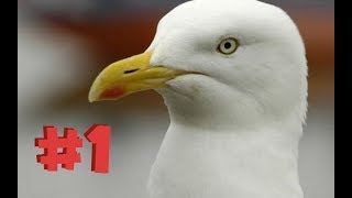 SEAGULLS SQUAWKING COMPILATION 1 [upl. by Lazarus]