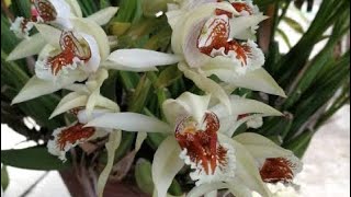 Coelogyne asperata [upl. by Mcconnell359]