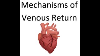 OCR A Level PE  Mechanisms of Venous Return [upl. by Agbogla947]