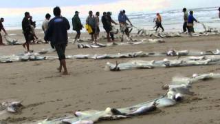 PESCA DA TAINHA EM JAGUARUNA [upl. by Eelymmij]