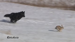 Wolf The wolf hunting of the rabbit [upl. by Hindu464]