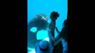 Killer whale attack at Marineland [upl. by Nahsin]