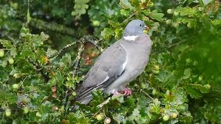 Duif in de Boom in de Regen [upl. by Ardnuassak]