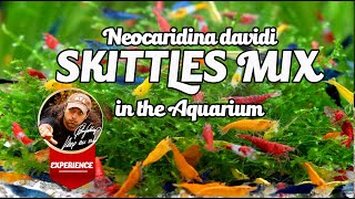 Skittle Shrimp Mix Tank  Rainbowshrimptank [upl. by Judith]