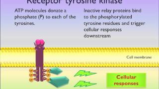 Receptor tyrosine kinase [upl. by Hoag]